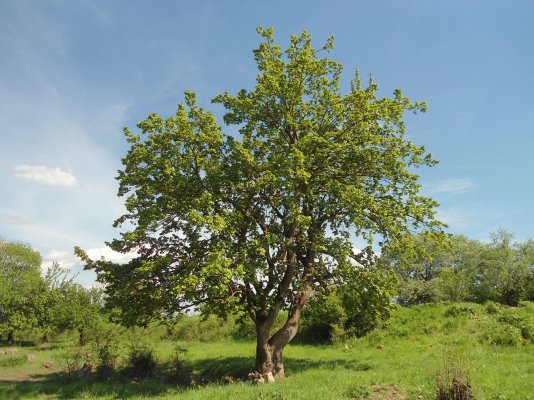 Черница.jpg