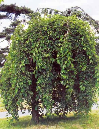 220tutbahutnof1.jpg