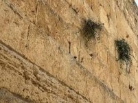 האם צריך לקרוע בראיית הכותל