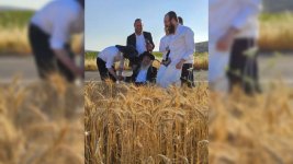 רבי-נתן-קופשיץ-בקצירת-חיטים.-באדיבות-המצלם-1-1024x576.jpeg