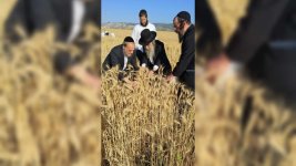 רבי-נתן-קופשיץ-בקצירת-חיטים.-באדיבות-המצלם-18-1024x576.jpeg