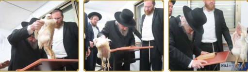 רדל כפרות.png