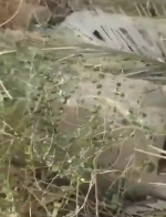 קבר הבן איש חי עירק.png