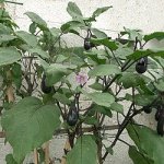 250px-Solanum_melongena_ja02.jpg