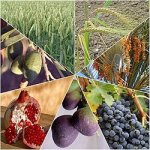 פת שחרית ע"י אכילת תמר