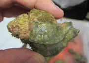 Hexaplex_Trunculus_camouflaged_in_sea_fouling.png