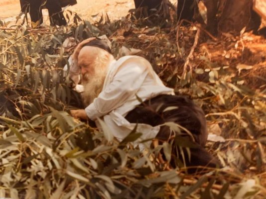 רבי חיים שוכב ולומד.jpg