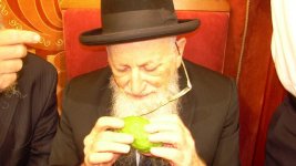 בדיקת-אתרוגים.jpg