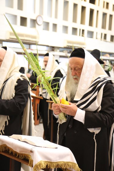 בנטילת לולב.JPG